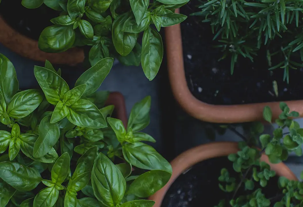 Our agriculture development process